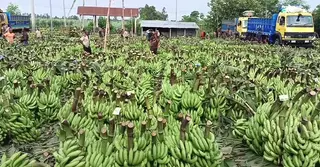 সরবরাহ বেশি, দাম কম—কলা বিক্রিতে খরচ তুলতে হিমশিম কৃষক
